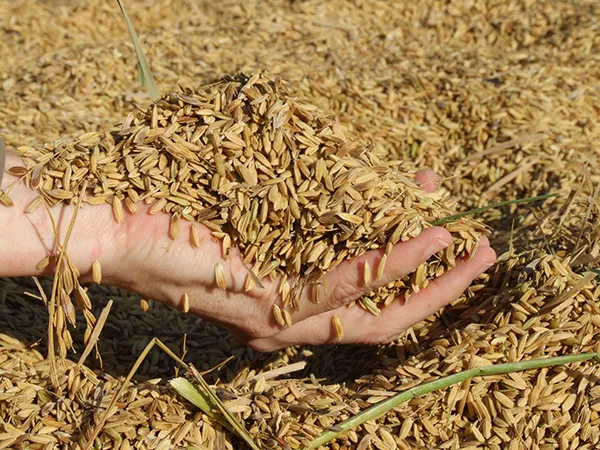Farm life at Tigerland Rice Farm