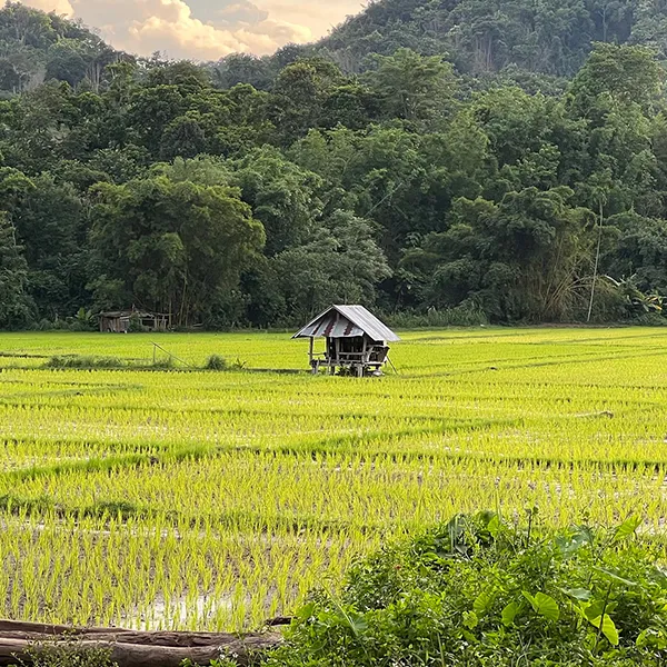 Farm scenery at Tigerland Rice Farm