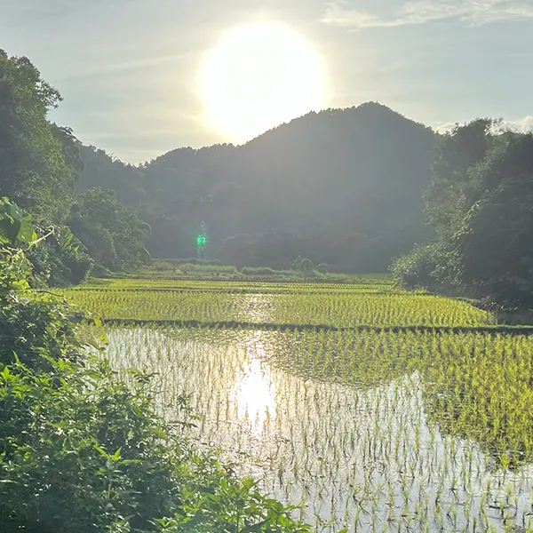 The hills surrounding Tigerland Rice Farm