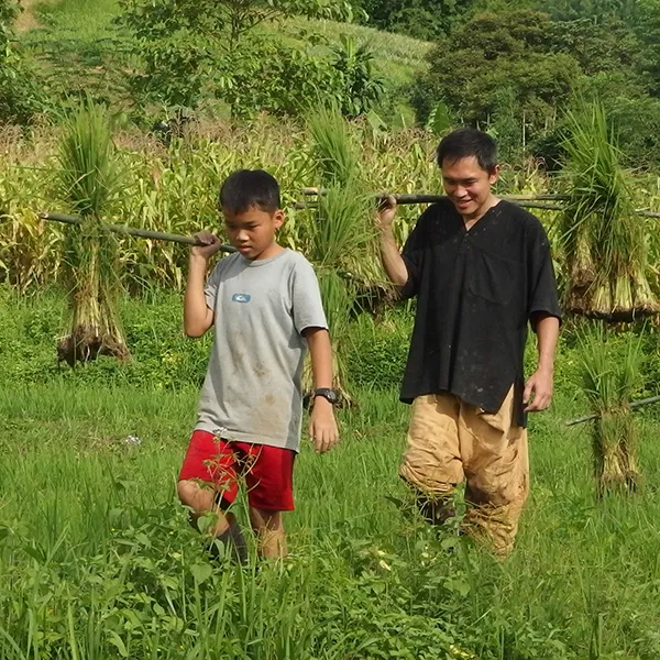 Rice paddies at Tigerland Rice Farm