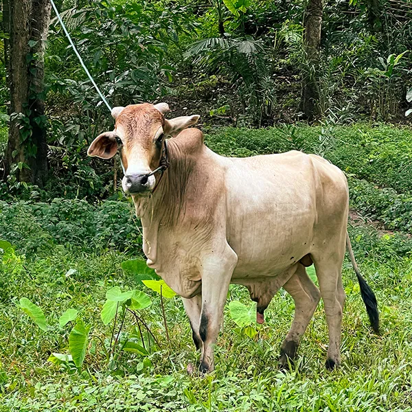 Farm activities at Tigerland Rice Farm