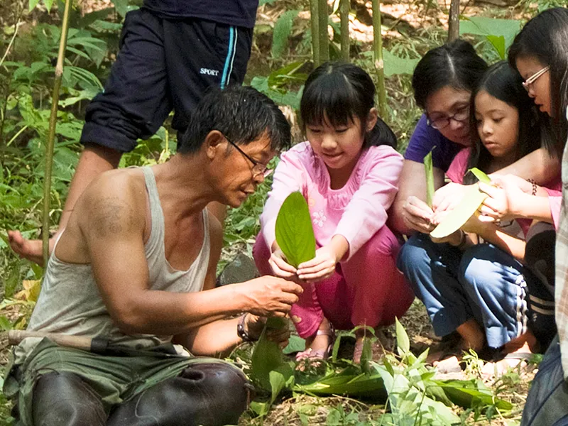 Foraging in the forest at Tigerland Rice Farm