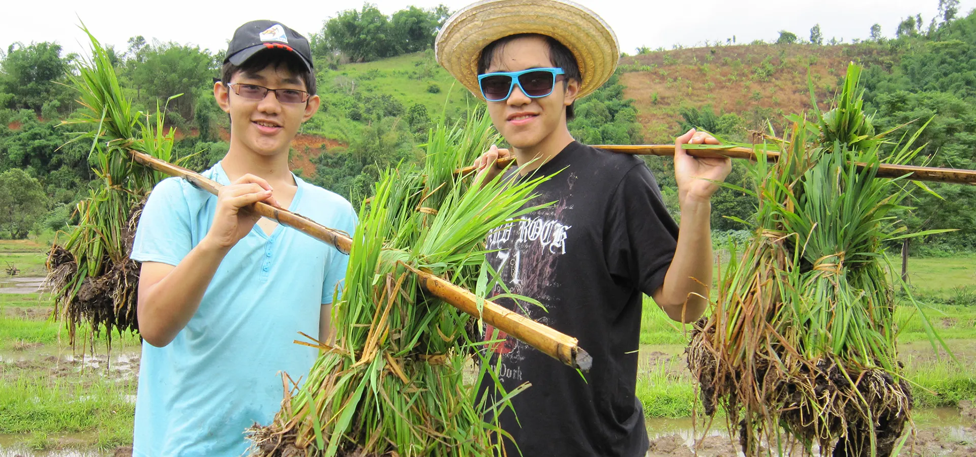 Guests planting rice at Tigerland Rice Farm