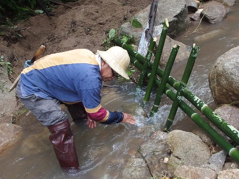 Mountain stream irrigation at Tigerland Rice Farm