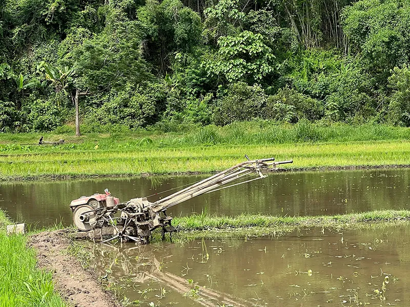Seasonal activities at Tigerland Rice Farm